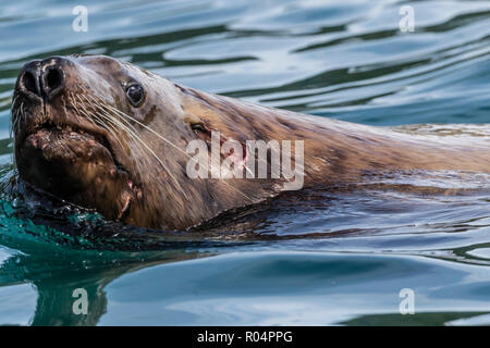 Nach bull Steller Seelöwen (Eumetopias jubatus), mit Kampf Wunde, Inian Inseln, Alaska, Vereinigte Staaten von Amerika, Nordamerika Stockfoto