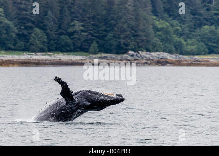 Buckelwale (Megaptera novaeangliae) Verletzung in der Nähe der Halbinsel aus Glas, Southeast Alaska, Vereinigte Staaten von Amerika, Nordamerika Stockfoto