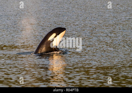 Kalb Schwertwal (Orcinus orca) Spy-hopping bei Sonnenuntergang in der Nähe von Point Adolphus, Icy Strait, Southeast Alaska, Vereinigte Staaten von Amerika, Nordamerika Stockfoto