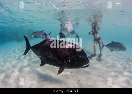 Giant Trevally (Caranx Ignobilis), mit dem Fotografen an einem Fuß Insel Aitutaki, Cook Inseln, Südpazifik Inseln, Pazifik Stockfoto