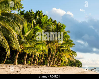 Palmen säumen den Strand auf der Insel Alofi, französisches Territorium Wallis und Futuna, Süd Pazifik Inseln, Pazifik Stockfoto