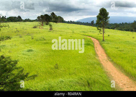 Tropische Wiese unter dramatischen stürmischen Himmel in den Khao Yai Nationalpark, Thailand Stockfoto