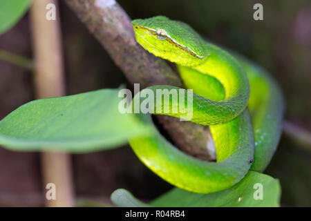 Tropische asiatische Bambusotter Tropidolaemus wagleri in wilden Dschungel von Borneo Stockfoto