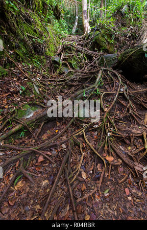 Unordentliche Baumwurzeln in der Doi Inthanon Berge, Thailand Stockfoto