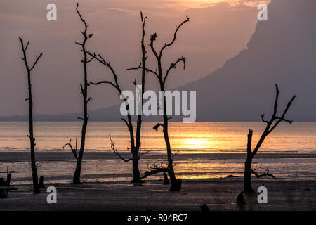 Sonnenuntergang auf einer Mangrove Tree Bereich bei Ebbe, Bako Nationalpark, Malaysia, Borneo Stockfoto