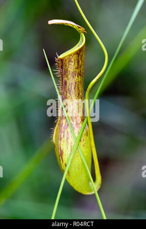 Fleischfressende Kannenpflanze. Nepenthes Büchse in der Bako Nationalpark wächst. Sarawak. Borneo. Malaysia Stockfoto