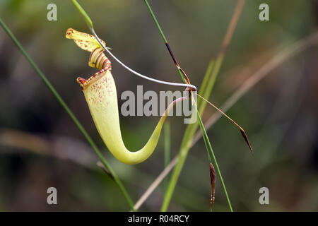 Fleischfressende Kannenpflanze. Nepenthes Podophylla, in der Bako Nationalpark wächst. Sarawak. Borneo. Malaysia Stockfoto