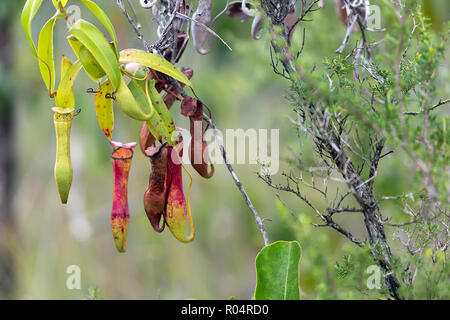 Fleischfressende Kannenpflanze. Nepenthes Büchse in der Bako Nationalpark wächst. Sarawak. Borneo. Malaysia Stockfoto