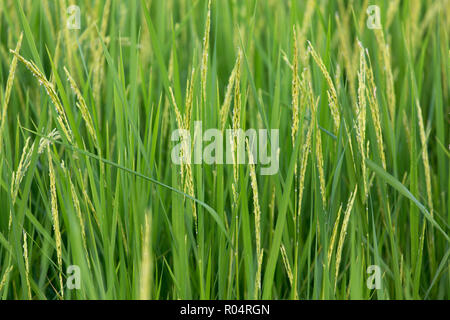 Auf frischen Reis im Feld schließen, Thailand Stockfoto