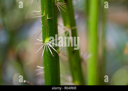 Detail der Dornen auf einer tropischen Palme Stamm Stockfoto