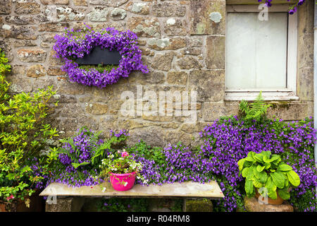 Campanula Blumen auf Granit Haus Wand in Locronan, Bretagne, Frankreich Stockfoto