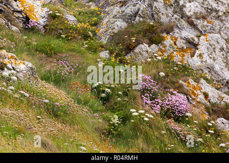 Blühende Felsküste mit Armeria maritima Blumen und wilden Möhren in der Bretagne, Frankreich Stockfoto