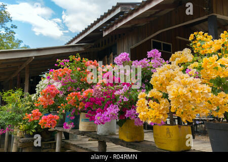 Bunten Bougainvillea Blüten in Blumentöpfen, Thailand Stockfoto