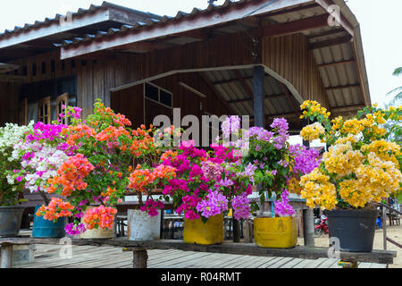 Bunten Bougainvillea Blüten in Blumentöpfen, Thailand Stockfoto