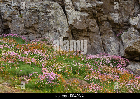 Blühende Felsküste mit Armeria maritima Blumen in der Bretagne, Frankreich Stockfoto