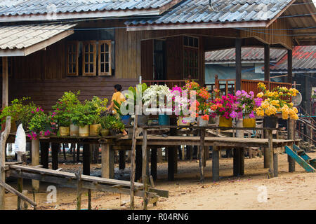 Bunten Bougainvillea Blüten in Blumentöpfen auf home Terrasse in Ko Mook Island, Thailand Stockfoto