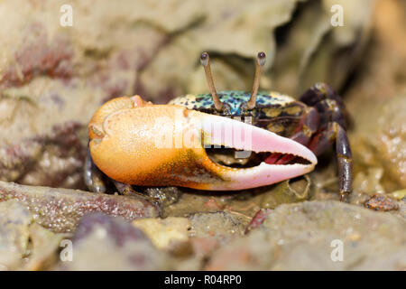 Bunte fiddler Crab an einem tropischen Strand in Thailand. Stockfoto