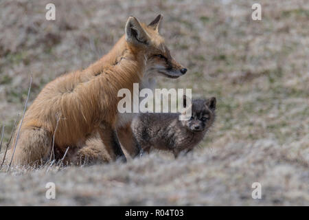 Red Fox erwachsene Frau mit Kit, Welpe, in ökologischen Cape St. Mary's finden, Neufundland, Kanada Stockfoto