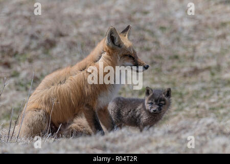 Red Fox erwachsene Frau mit Kit, Welpe, in ökologischen Cape St. Mary's finden, Neufundland, Kanada Stockfoto
