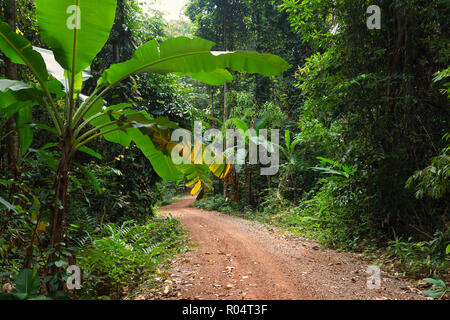 Üppigen Tropischen Regenwald Dirt Road in der Nähe der Koh Kood Island, Thailand Stockfoto