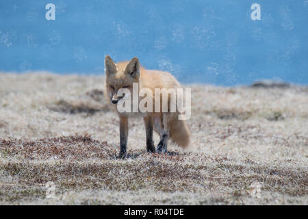 Red Fox erwachsene Frau zurück in ihre Höhle Cape St. Mary's, Neufundland Stockfoto