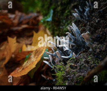 UK Herbst Makro: Xylaria hypoxylon Pilz bekannt durch eine Reihe von candlesnuff, Leuchter, carbon Geweih, Totholz, das Stag horn Stockfoto