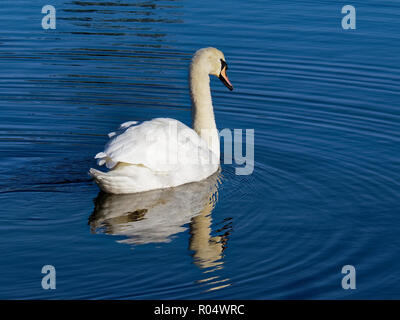 Höckerschwan Cygnus olor, South Wales, Großbritannien Stockfoto