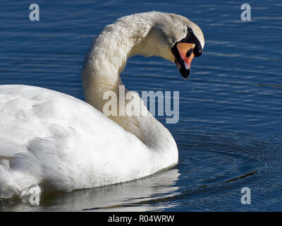 Höckerschwan Cygnus olor, South Wales, Großbritannien Stockfoto