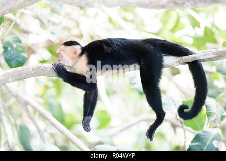 White-faced Kapuziner (Cebus capucinus) von Manuel Antonio, Manuel Antonio National Park, Costa Rica, Mittelamerika Stockfoto