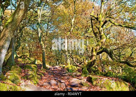 Die Erfassung der wehmütigen herbstlichen Melancholie einer Halloween Morgen, im Burbage Bach, padley Gorge Holz, Grindlebrook. Stockfoto