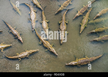 Krokodile von Crocodile Brücke über den Fluss Tarcoles, Costa Rica, Mittelamerika gesehen Stockfoto