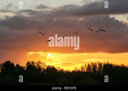 Southport, Merseyside. UK Wetter 02/11/2018 Guter Start in den Tag in der nord-west als kleine Herde von pink Gänse machen sich auf den Weg in die Ländereien von Lancashire. Kredit; MediaWorldImages/AlamyLiveNews. Stockfoto