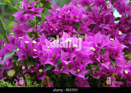 Taormina, Italien. 03 Sep, 2018. 03.09.2018, Italien, Taormina: Bougainvillea blühen in der Giardino Pubblico in Taormina. Die rund drei Hektar großen Gelände gehörte zu den Mitgliedern der kleinen englischen Gemeinde, die hier im späten 19. Jahrhundert ein künstlerisch ausgestattete englische Park angelegt. Um 1920 wurde der Park für die Öffentlichkeit geöffnet. Inmitten der üppigen, mediterranen Vegetation sind kleine Tempel und Skulpturen, sowie einige im Viktorianischen Stil Backsteingebäude. Quelle: Alexandra Schuler/dpa | Verwendung weltweit/dpa/Alamy leben Nachrichten Stockfoto