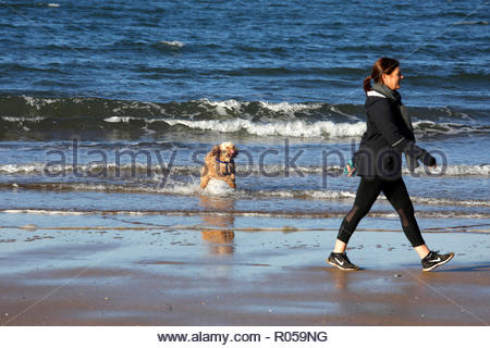 Gullane, Vereinigtes Königreich. 2. November 2018. UK Wetter: Pudel in die Firth-of-Forth Estuary und Spaß haben. Sonnigen, aber kalten Tag auf Gullane Bents Strand, East Lothian, Schottland. Quelle: Craig Brown/Alamy leben Nachrichten Stockfoto