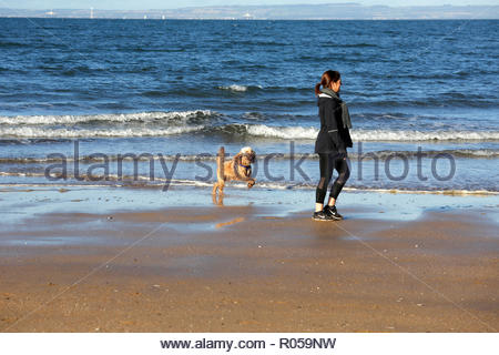 Gullane, Vereinigtes Königreich. 2. November 2018. UK Wetter: Pudel in die Firth-of-Forth Estuary und Spaß haben. Sonnigen, aber kalten Tag auf Gullane Bents Strand, East Lothian, Schottland. Quelle: Craig Brown/Alamy leben Nachrichten Stockfoto