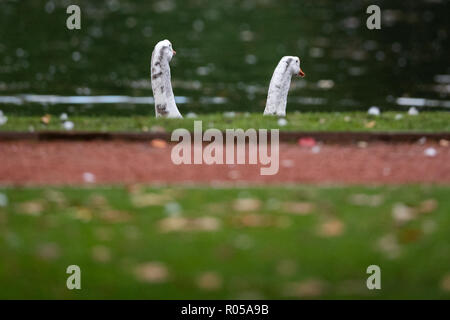 Oldenburg, Deutschland. 02 Nov, 2018. Zwei Gänse stehen im Schlossgarten vor einem Teich. Credit: mohssen Assanimoghaddam/dpa/Alamy leben Nachrichten Stockfoto