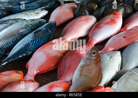 Abhilfe im Stall - Seebarsch und Thunfisch, ganz nah. Frischer Fisch, Seafood Market in Sri Lanka. Stockfoto