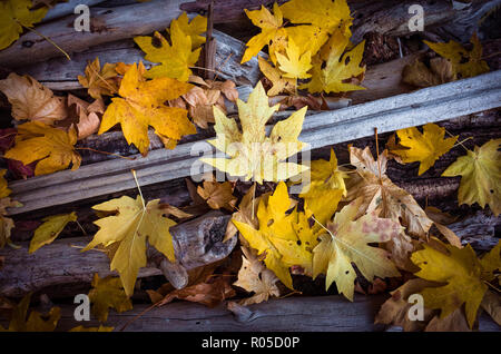 Herbst Ahorn Blatt Farben in Orange und Gelb, auf dem Waldboden im Yosemite Valley, Kalifornien Stockfoto