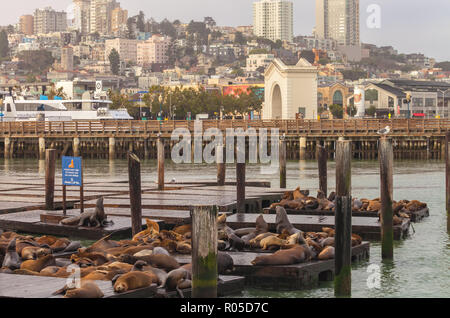 Schlafen Seelöwen am Pier 39, mit russischen Hügel im Hintergrund, San Francisco, Kalifornien, USA Stockfoto