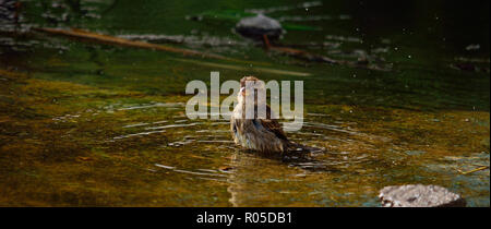 Kleiner Vogel in der Badewanne in der Mitte einer Wasserpfütze Stockfoto