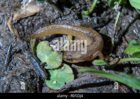 Eine junge palmate Newt (Lissotriton helveticus) photographied in der Nacht mit Blitz in Vielha, Aran Tal, Katalonien. Stockfoto