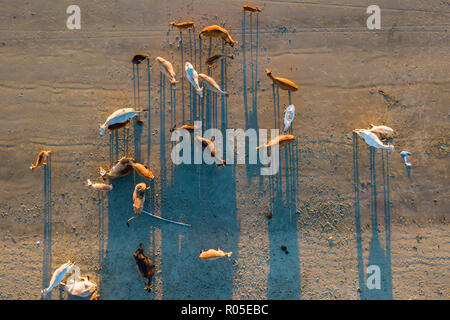 Top winkel Luftaufnahme von einer Gruppe von Kuh an trockenen Wüste Ackerland während des Sonnenuntergangs. Stockfoto