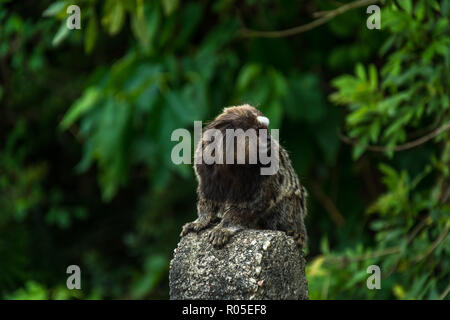 2018, Oktober. Campeche, Florianopolis, Brasilien. Kleiner Affe - MARMOSET vor einem grünen Hintergrund der Blätter. Stockfoto