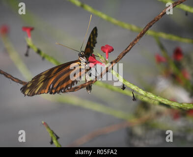 Fantastische Nahaufnahme Blick auf die offenen Flügel eines Tiger gestreift longwing Schmetterling. Stockfoto