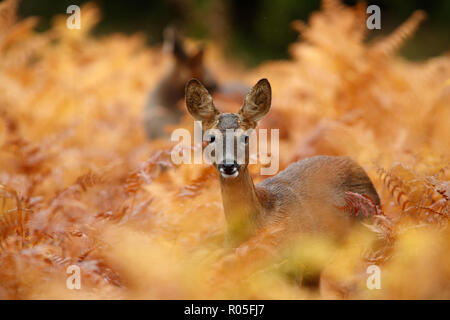 Rehe in der Goldenen herbstlichen Bracken Stockfoto