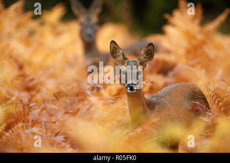 Rehe in der Goldenen herbstlichen Bracken Stockfoto