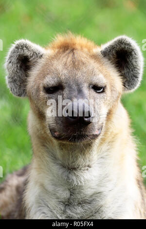 Gefleckte Hyäne Crocuta crocuta Stockfoto