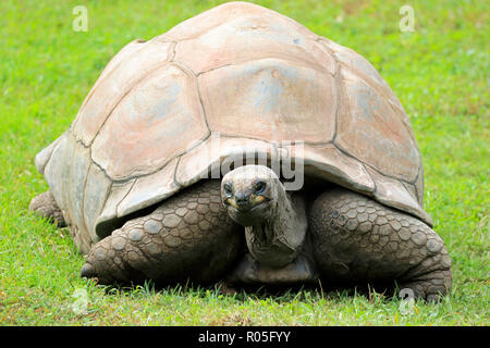 Aldabra Tortoise, Aldabrachelys gigantea Stockfoto