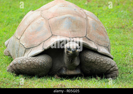 Aldabra Tortoise, Aldabrachelys gigantea Stockfoto