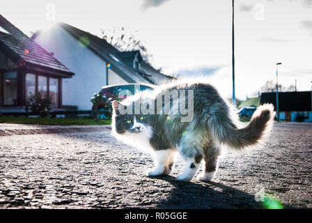 Eine flauschige Grau weiße Katze Stockfoto